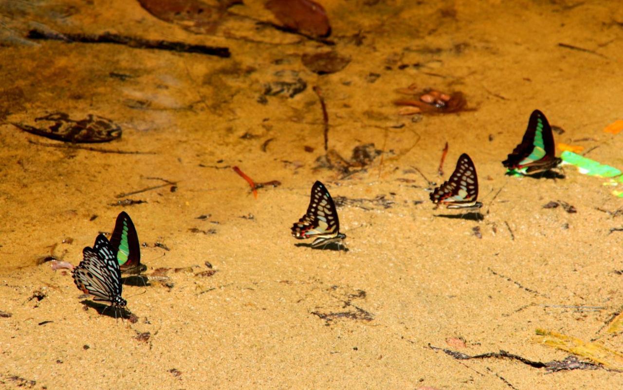 Arkadia Beach Resort Underground River Sabang  Esterno foto