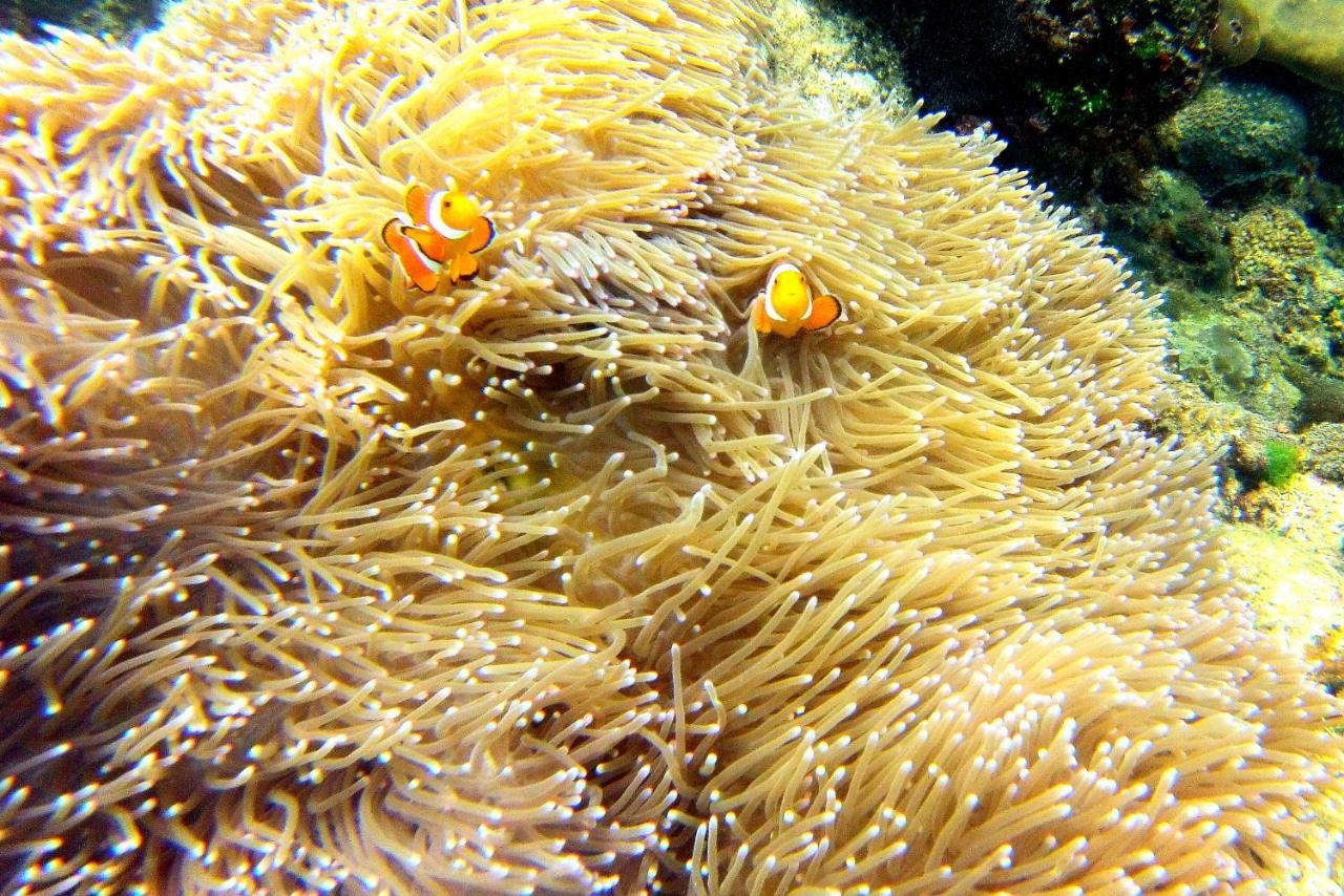 Arkadia Beach Resort Underground River Sabang  Esterno foto